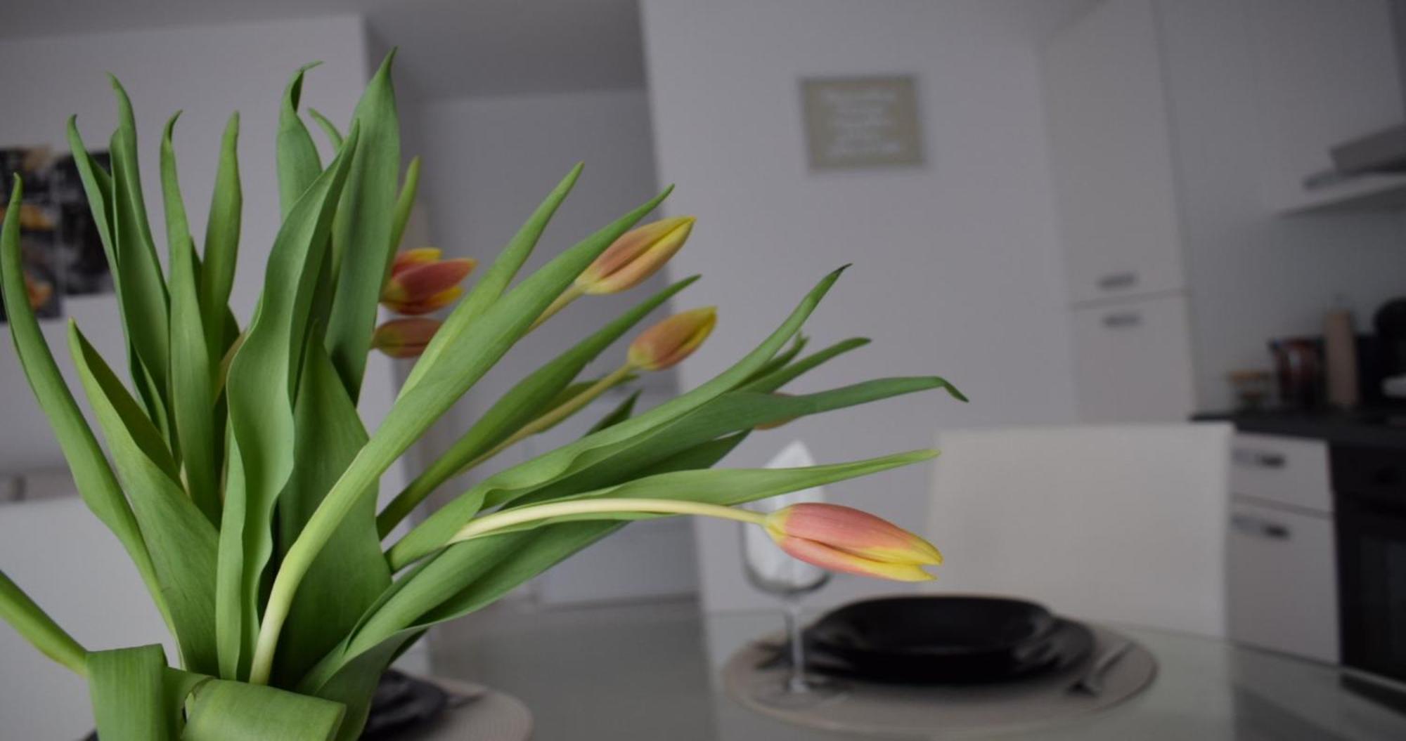 Apartmani Foresta Kras Eksteriør billede